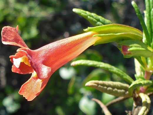 Red Bush Monkeyflower; Diplacus puniceus (red bush monkeyflower), Bayside Trail, Cabrillo National Monument, California