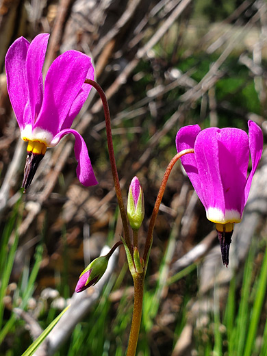 Darkthroat Shootingstar; Dodecatheon pulchellum, Jemez Mountains, New Mexico