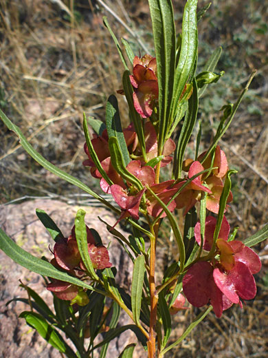 Leaves and fruits