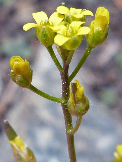 Slender Draba; Draba albertina (slender draba), Bishops Pass Trail, Sierra Nevada, California