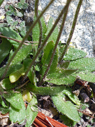 Hairy basal leaves