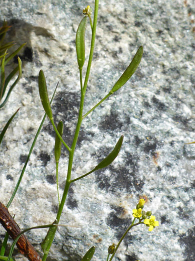 Upwards-pointing seed pods