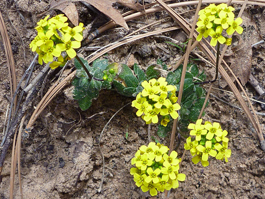 Rough Draba; Yellow flower clusters - draba asprella near Water Canyon, southwest Utah