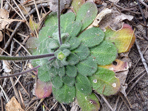 Rough Draba