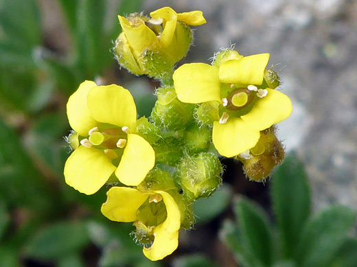 Golden Draba; Yellow petals and green sepals of draba aurea - Porphyry Basin Trail, San Juan Mountains, Colorado