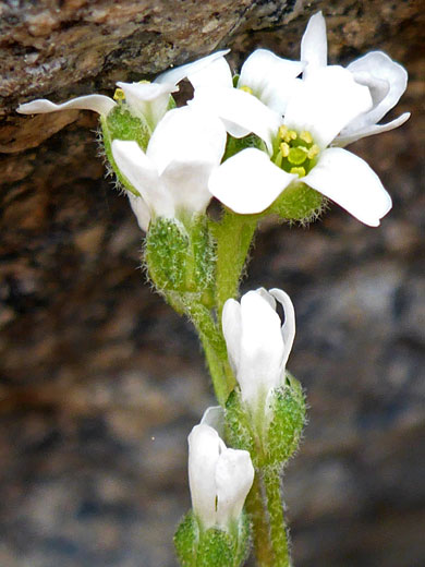 Cushion Draba; Cushion draba (draba breweri), Bishops Pass Trail, Sierra Nevada, California