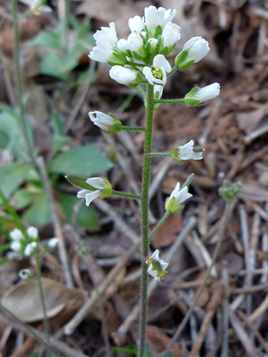 Wedgeleaf Draba; White flowers of draba cuneifolia, along the Grandview Trail, Grand Canyon National Park, Arizona