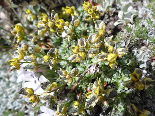 Fewseed Draba; Fewseed draba (draba oligosperma), Bishops Pass Trail, Sierra Nevada, California