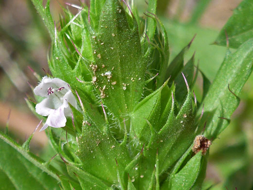 American Dragonhead; Dracocephalum parviflorum, Sand Creek, Escalante, Utah