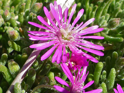 Showy Dew Flower; Drosanthemum floribundum, Sunset Cliffs, San Diego, California