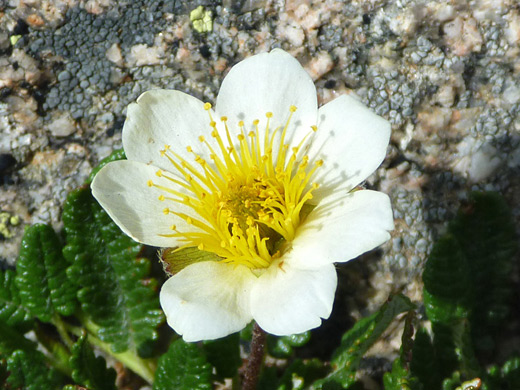 White Mountain Avens; Mountain avens along the Chasm Lake Trail, Rocky Mountain National Park, Colorado