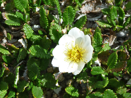 White Mountain Avens