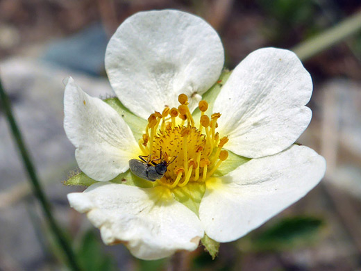 Cream Cinquefoil; Round white petals and pale green sepals - drymocallis convallaria along the Titcomb Basin Trail, Wind River Range, Wyoming