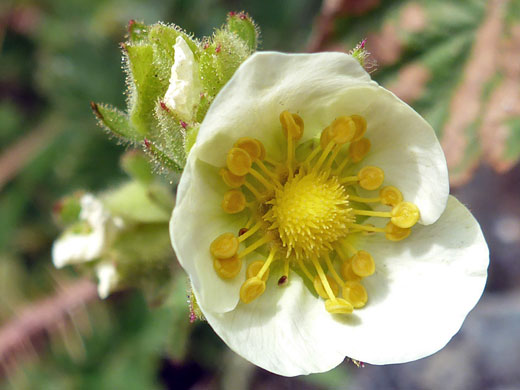 Cup-shaped flower