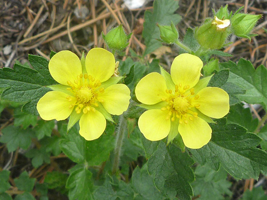 Leafy Cinquefoil; Two yellow flowers of leafy cinquefoil (drymocallis fissa), along the Estes Cone Trail, Rocky Mountain National Park, Colorado