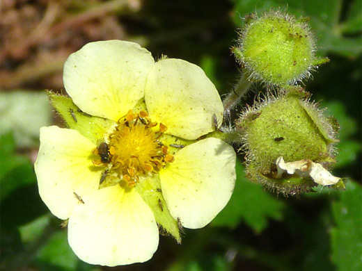 Sticky Cinquefoil; Flower and buds of drymocallis glandulosa (sticky cinquefoil), showing the many small, sticky hairs