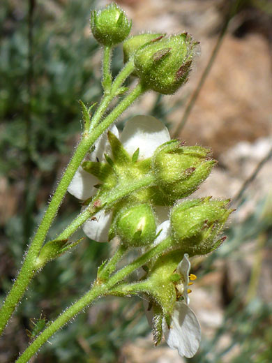 Hairy buds