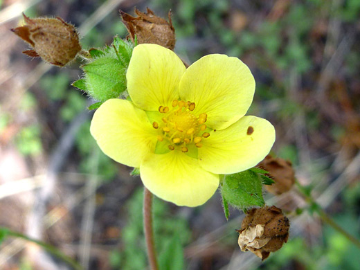 Sierran Woodbeauty; Drymocallis lactea, Cluster Lakes Trail, Lassen Volcanic National Park, California