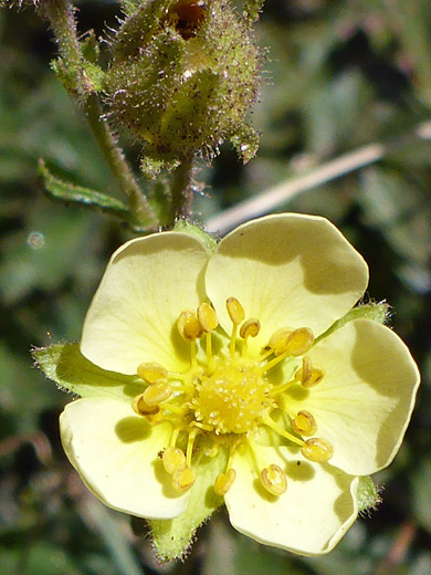 Cliff Woodbeauty; Flower and bud of drymocallis pseudorupestris, Sepulcher Mountain Trail, Yellowstone National Park, Wyoming