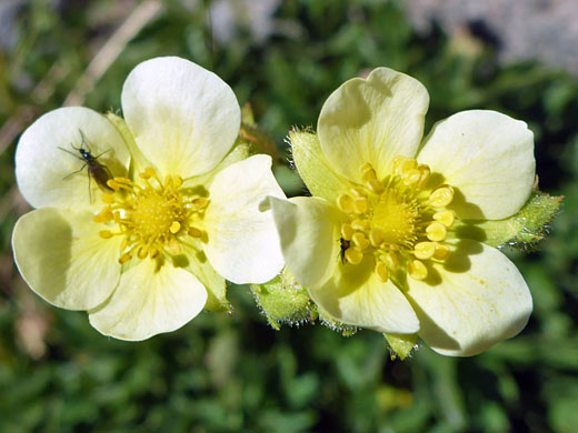 Cliff Woodbeauty