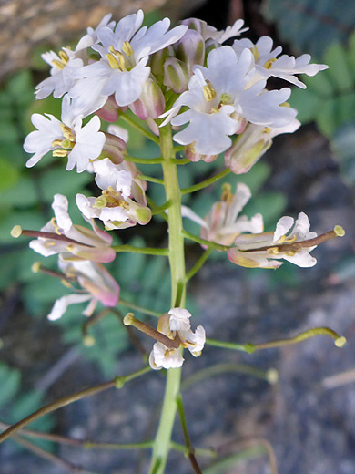 Rock Mustard; White petals of dryopetalon runcinatum flowers - Douglas Spring Trail, Saguaro National Park, Arizona