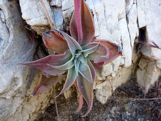 Chalk Dudleya