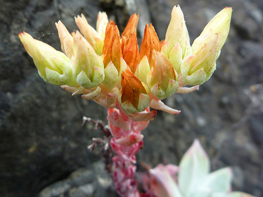 Bluff Lettuce; Pale yellow inflorescence of dudleya farinosa - Sisters Rocks State Park, Oregon