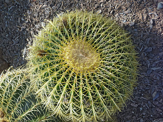 Large specimen