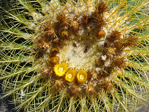 Yellow flowers