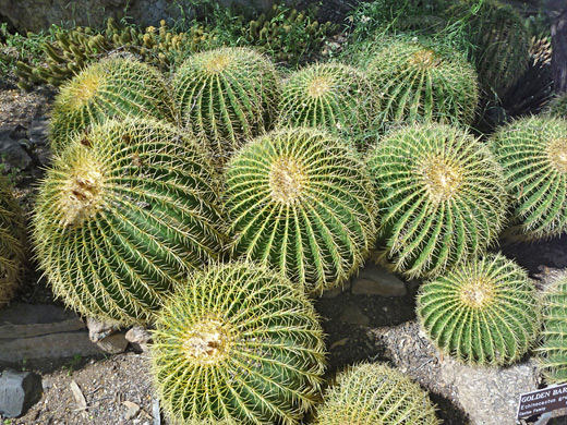 Barrel cacti