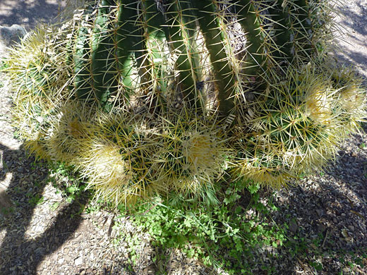 Offsets of the golden barrel cactus