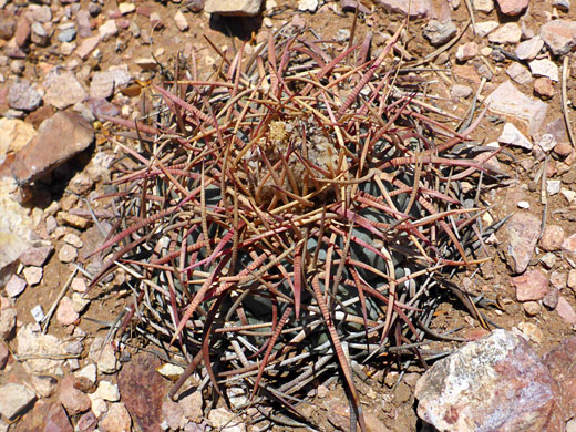 Spiny stem