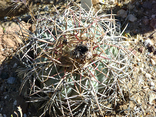 Eagle claws, echinocactus horizonthalonius