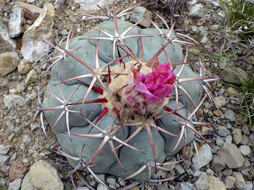 Pink flower, eagle claws