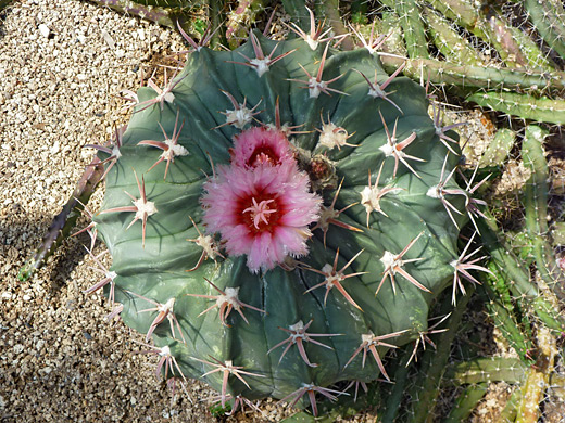 Horse crippler, echinocactus texensis