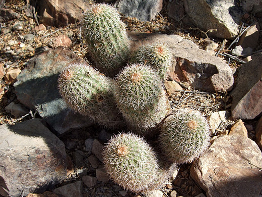 Six bonker hedgehog stems