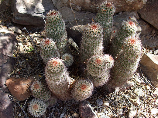 Bonker hedgehog cluster
