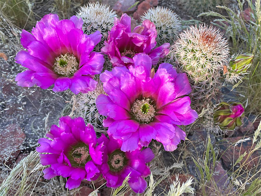 Echinocereus bonkerae, Bonker hedgehog