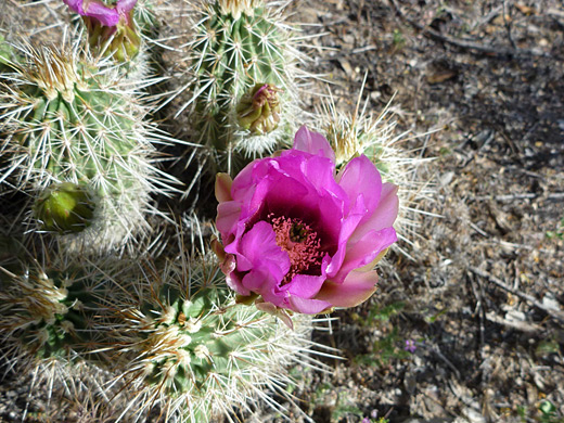 Boyce Thompson hedgehog, echinocereus boyce-thompsonii