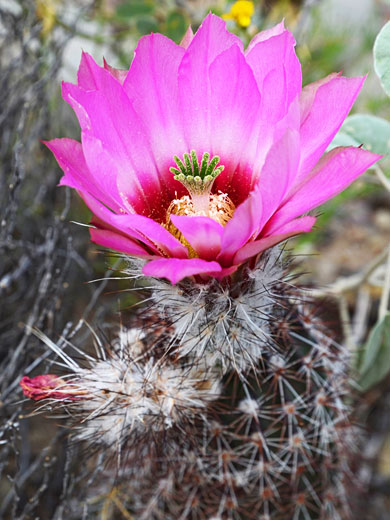 Chisos Mountain hedgehog cactus, echinocereus chisosensis
