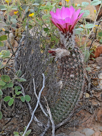 Curving cactus stem