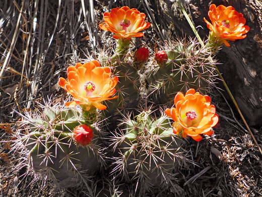 Orange flowers