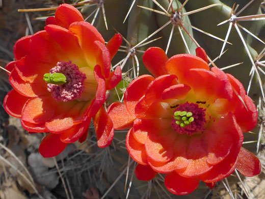 Pair of flowers