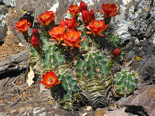 Flowering stems