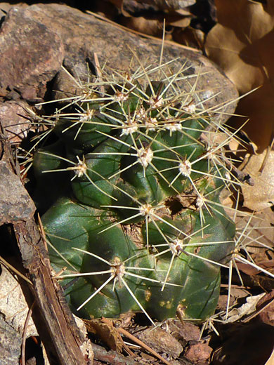 Young stem
