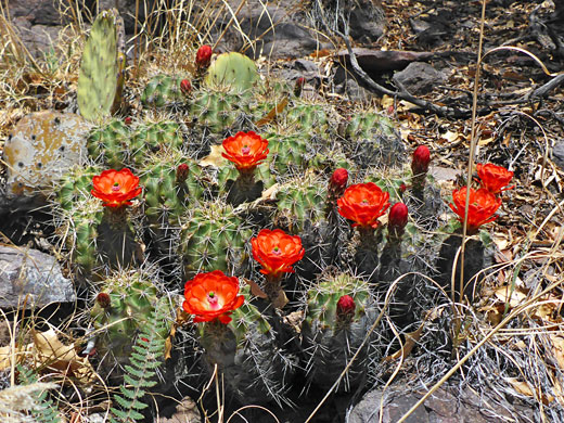 Plant in flower