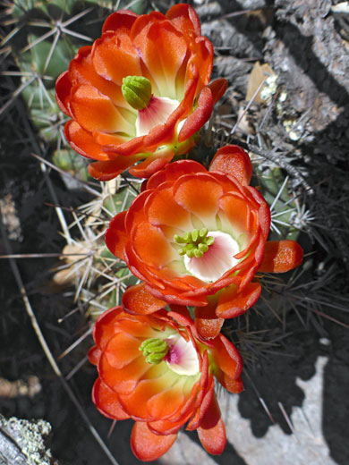 Three red flowers