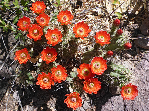 Many flowers
