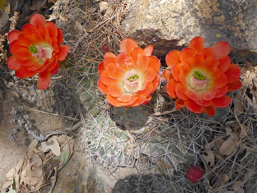 Three flowers