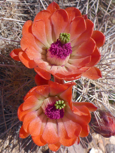 Stigmas and stamens